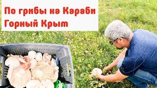 Нашли шампиньоны-гиганты и огромные белые грибы на Караби-яйла. Лето в Крыму 2023.