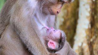 Welcome newborn baby monkey LEO Young mom LIBBY gave birth  Live Ep05