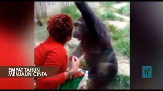 Kisah Cinta Terlarang Beda Spesies Antara Simpanse dan Manusia
