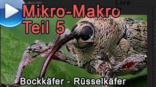 Mikro-Makro Teil 5 Bockkäfer und Rüsselkäfer
