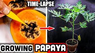 Growing Papaya Tree From Seed 62 Days Time Lapse