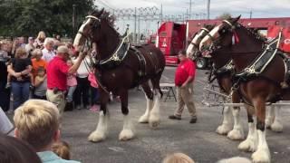 Hitching the Budweiser Clydesdales 2016