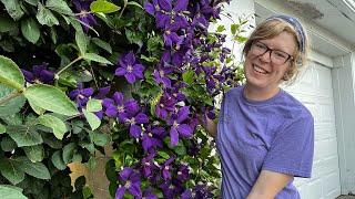 Clematis season is here