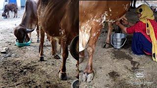 cow milking gir cow milking by hand