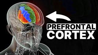 Why Do We Make STUPID Decisions? The Role Of Prefrontal Cortex In Emotions