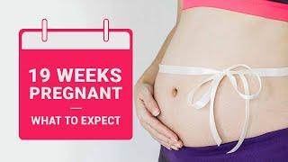 19 Weeks Pregnant - Baby Development Symptoms Dos and Donts