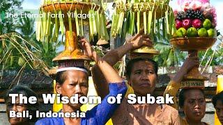 The Wisdom of Subak Bali #Indonesia  The Eternal Farm Villages EP1