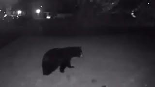 Black Bear Spotted in Stony Point NY