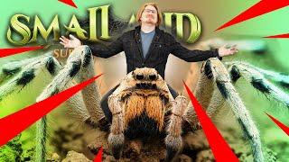 Wolf Spider Mounts - SMALLAND SURVIVE THE WILDS #11