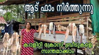 വീട്ടമ്മയുടെ ആടുകളെ സ്വന്തമാക്കാം goat farming malayalam