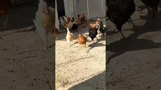 Free Range Golden Misri Hen Farming in Pakistan