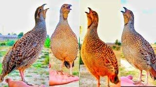 Dakhni nar teetar ki awaz  grey francolin male voice 4k ultra video  partridge sound