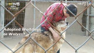 ENG CC 늑대개인 줄 알고 데려 왔는데... Adopted Wolfdogs.. or Wolves? KBS 140506 방송