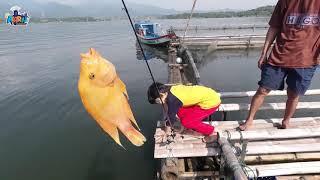 Strike Guys  Airriu Mancing di Keramba Budidaya Ikan Nila