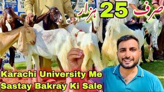 Karachi University Me Qurbani 2024 Ka Bakray Agye Sirf 25 Hazar Se 60 Hazar Tak  Bakra Mandi 2024