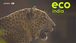 Eco India How humans and leopards are co-existing in Mumbai