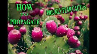 How To Propagate Prickly Pear Cactus  EASY