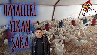 400 TAVUKLU ÇADIR KURULUMU ve BAKIM MALİYETİ NE KADAR??? #keşfet #tavuk #köy #çadır #çiftlik #fyp