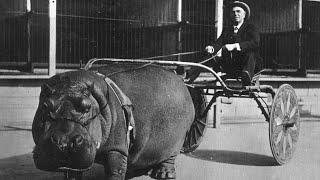 What is this Hippo Carriage? - History