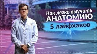 КАК СДАТЬ АНАТОМИЮ НА 100%