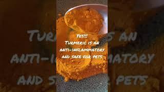 Turmeric Benefits for Dogs and Cats