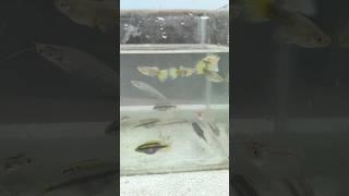 Showcasing My Guppies Glass Catfish & Kribensi fish #viral #trending #youtubeshorts #ytshorts #yt