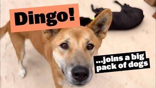 Dingo Joining Big Pack of Dogs