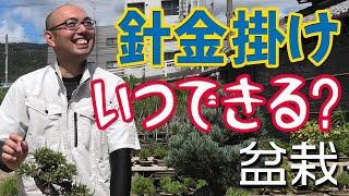 【黒松・五葉松】針金掛けはいつできる？【盆栽の管理】