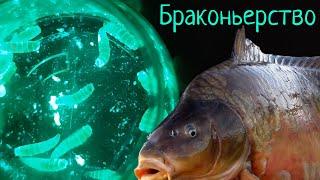 Живые Бойлы - поразили ИНТЕРНЕТ    Fishing Revolution