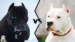 PITBULL VS DOGO ARGENTINO - Who is more powerful?