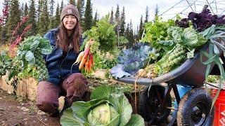 Autumn Days in Alaska  Harvesting Vegetables for Winter Storage