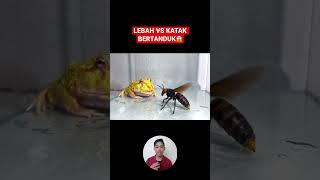 LEBAH VS KATAK BERTANDUK‼️ #shorts #hewan