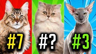 Top 10 Most Popular Cat Breeds In The World 2022