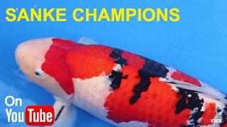 Japanese Koi Fish  Sanke Champions  Koi Show Winners