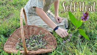 All about Self Heal  A wild medicinal plant everyone should know