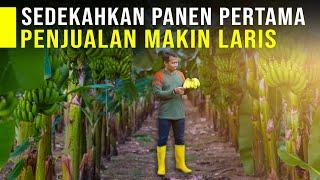 Sedekahkan Hasil Panen 1 Ton Pisang Cavendish Jadi Pintu Rezeki Penjualan Makin Laris