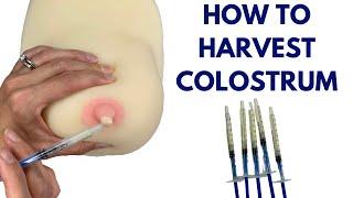 Colostrum Harvesting  How To Harvest Colostrum @ 37 weeks pregnant to 40 weeks pregnant