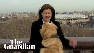 Dog interrupts live weather report in Moscow borrowing journalists microphone