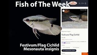 FestivumFlag Cichlid Mesonauta insignis #imperialtropicals #festivumfagcichlid #fish #lfishtank