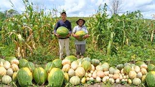 Incrível Colheita de Jerimum Vejam só Uma explosão de Frutos  Grande Colheita de Abóbora