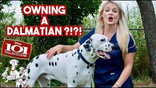 Owning a Dalmatian??  What you need to know