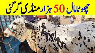 Malir Maweshi me Soday Malir Mandi Karachi 2024 Malir cow mandi today