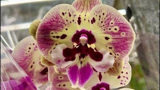 В Бауцентре шикарное поступление орхидей. Манхеттен Тинкербелл Попугай Мария Тереза Пират Пикоти
