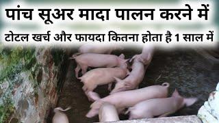 5 मादा सूअर पालन से कितना रुपया कमा सकते हैं  suar palan kharch  pig farming Pratapgarh Blogs