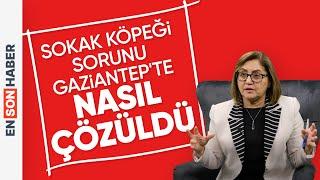 Sokak köpeği sorunu Gaziantepte nasıl çözüldü? Fatma Şahin anlatıyor