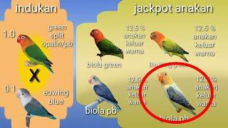 Lengkap cara hemat cetak lovebird biola pb euwing dr ternak split biola