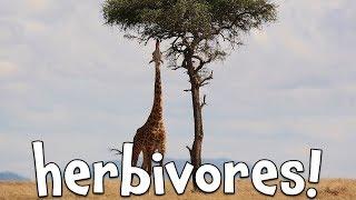 Herbivores  Learning Herbivore animals for Kids