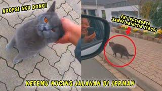 GEMES BANGET Ketemu Kucing Jalanan Elit di Jerman Pas Ditinggal Ngikutin Terus Minta Diadopsi