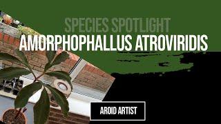 All about my Amorphophallus Atroviridis