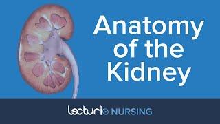 Anatomy of the Kidney  Nursing Anatomy